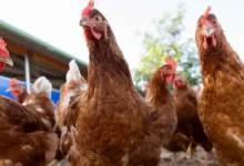 Decretan en Uruguay emergencia sanitaria por gripe aviar