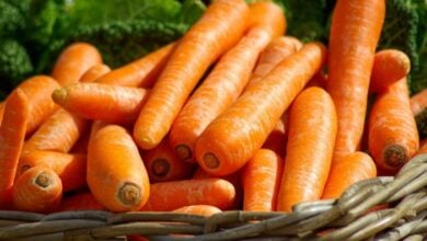 ¿Mito o realidad? La verdad científica sobre el efecto de la zanahoria en la vista