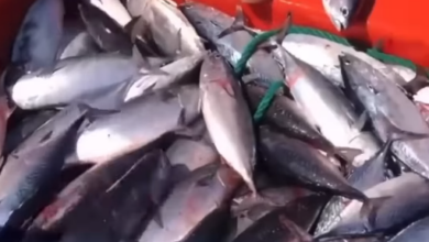 En Choroní pescan 1.000 kilos después de una semana sin actividad de pesca