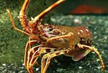 Inicia veda total de la langosta en Venezuela hasta septiembre