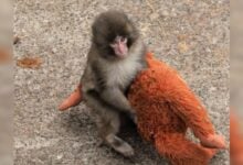 PETA exige el traslado del macaco viral Punch por señales de trauma psicológico
