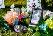 Mascotas podrán ser enterradas junto a sus dueños en una ciudad de Brasil