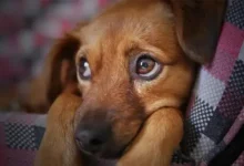 Reportan brotes agresivos de Moquillo y Parvovirus en cuatro estados del país