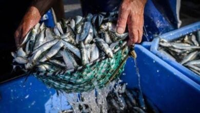 Más de mil 500 pescadores de Nueva Esparta listos para la temporada de sardina
