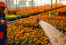 Sheinbaum promulga la reducción de la jornada laboral a 40 horas