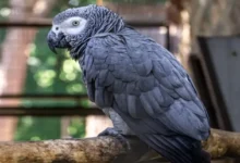 Fallece Einstein, el loro gris africano famoso por su léxico de 200 palabras