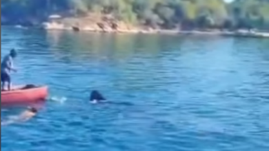 Gigante de los océanos: El pez más grande del mundo visita las aguas de Sucre