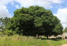 Pide poda de cinco árboles que hacen contacto con las guayas del sector La Orquídea