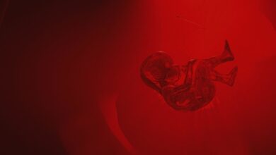 Crean útero artificial: el primer paso hacia la gestación fuera del cuerpo