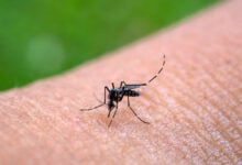 Sudamérica bajo alerta por transmisión sostenida de fiebre amarilla, según la OPS