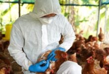Colombia ejecuta acciones para controlar brote de gripe aviar en Meta