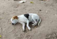 Vecinos de Brisas del Aeropuerto denuncian envenenamiento de animales domésticos