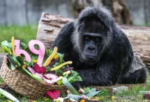 Fatou, la gorila más vieja del mundo, celebra sus 69 años en el Zoológico de Berlín