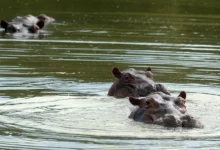 Juez suspende plan para sacrificar hipopótamos en Colombia