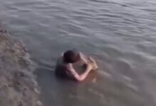 ¿Vínculo real o peligro mortal? El polémico video de un niño cepillándole los dientes a un caimán