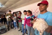 Misión Nevado ha beneficiado a más de 42 mil mascotas en el primer trimestre del año