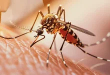 Letalidad de la Fiebre Amarilla alcanza el 55,3 %: Monagas reporta 5 contagios oficiales