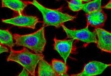 Así funciona la sonda fluorescente que revela partes inexploradas de la célula