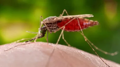 Casos de malaria ascienden a 134 tras reporte de la semana 13 del Ministerio de Salud