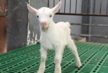 Científicos chinos clonan en serie seis cabras lecheras de altísimo rendimiento