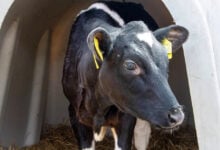 Zviózdochka, la vaca rusa clonada, da a luz a su primera ternera en Krasnodar
