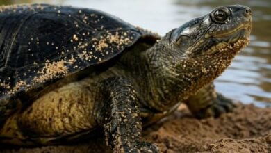 Consumo de ejemplares juveniles de la tortuga arrau frena su recuperación en el Orinoco