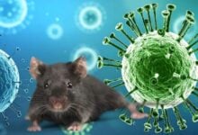 Hantavirus: Seis pasajeros del crucero MV reciben el alta y seguirán cuarentena en casa