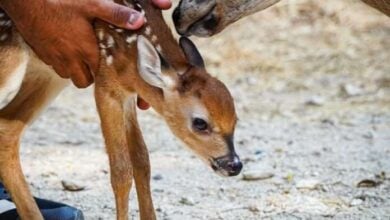 Nace una cría de venado cola blanca en el Zoológico Las Delicias de Maracay