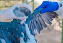 Rescatan a 69 guacamayos azules en peligro de extinción en Brasil
