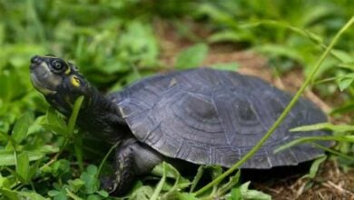 Liberan miles de tortugas arrau, terecay y caimanes del Orinoco