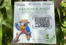 Digitalizan el parque La Guaricha con códigos QR para identificar especies de árboles