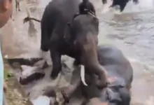Turista fallece tras quedar atrapada en una pelea de elefantes en la India