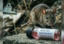 Brasil confirma primera muerte por hantavirus en 2026 en Minas Gerais