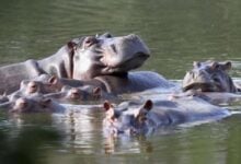 India ofrece salida humanitaria para los hipopótamos del río Magdalena