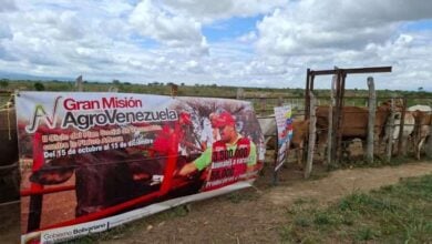Lara inicia plan de vacunación contra la fiebre aftosa para 200.000 reses