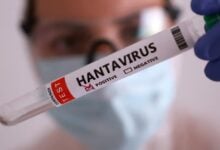 El hantavirus podría ocultarse en los testículos por años, según una nueva investigación
