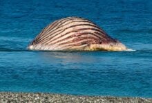Cadáver de la ballena Timmy podría explotar y enciende la alerta sanitaria en Dinamarca
