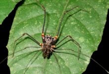 Descubren que los arácnidos 'segadores' cazan y devoran ranas"