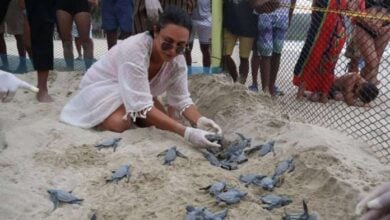 Nacen 49 crías de tortuga Cardón en Carabobo tras nueve años sin desoves similares