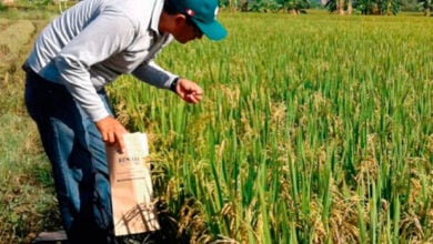 6 mil kg: Histórica cosecha de arroz en Apure