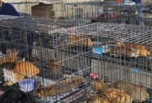 Rescatan 400 gatos del comercio ilegal de carne en Vietnam