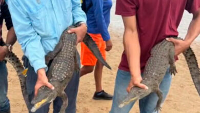 460 caimanes del Orinoco fueron liberados en el río Capanaparo