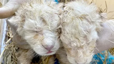 Nacen dos leones blancos de Timbavati en el Zoológico de Maracay