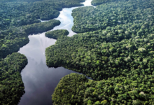 Brasil logra caída récord del 40% en deforestación de la mata atlántica