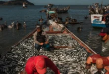 Producción pesquera y acuícola aumentó un 15 % en lo que va de año