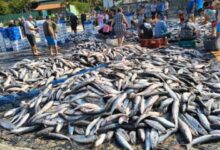 Brasil suspende pesca de tainha para evitar sobreexplotación