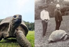Guinness reconoce a Jonathan, tortuga de 194 años, como el animal terrestre más antiguo del mundo