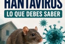 Hantavirus: qué es y cómo se transmite