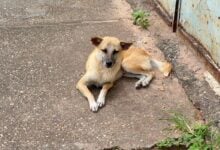 Reportan envenenamiento de animales domésticos en La Manga