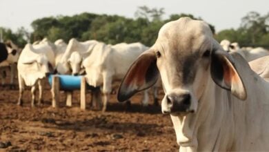 Fedenaga: "Leche y carne garantizadas en La Guaira"